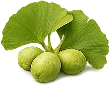 {{OFFER_NAME}} — экстракт листьев гинкго билоба (Ginkgo biloba)